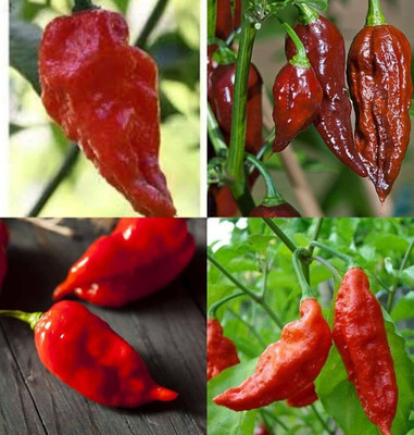 ibains Naga king chilli seeds bij 51 Seed(51 per packet)