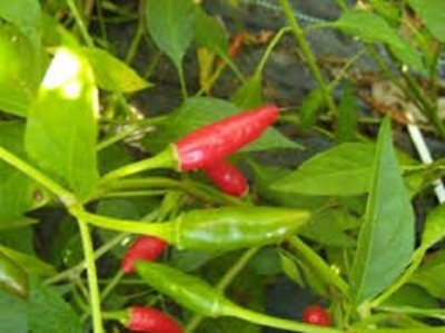 KNESSiN Green Thai Birds Chilli Seeds - Bird Chilli Seed(200 per packet)