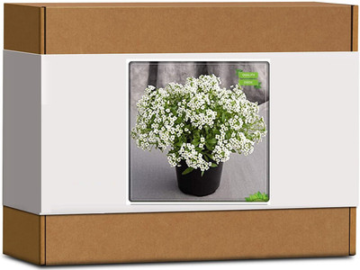 CYBEXIS Petunia-Royal Flower Seeds100 Seeds Seed(100 per packet)