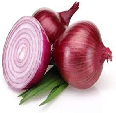 Qualtivate HYB-1A Italian Red Round Onion Seeds Seed(500 per packet)