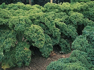WILLVINE PAU -IX Giant Dinosaur Kale Bush Cabbage Curly Scotch [1g] Seed(300 per packet)
