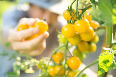 Greenery Live Green Tomato Seed(70 per packet)