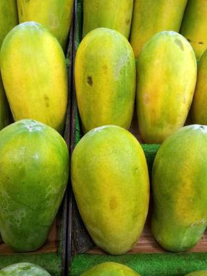 Pbevergreen PAPAYA Seed( 20 Seeds ) Seed(20 per packet)