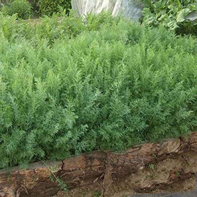 VibeX VVI-55 - Alligator Giant Dill - (750 Seeds) Seed(750 per packet)