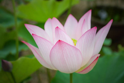 ITTUMM lotus,kamal seeds Seed(15 per packet)