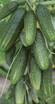 Qualtivate PUAS-8A Cucumber Envy of a Neighbor F1 Seed(300 per packet)