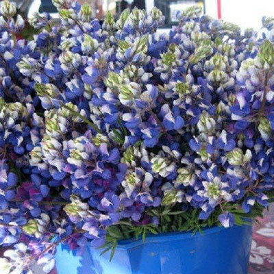 Epazo Lupin Mix Dwarf Flower Seed(45 per packet)