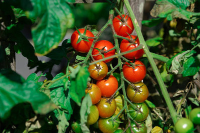 Hanu tomato Seed(115 per packet)