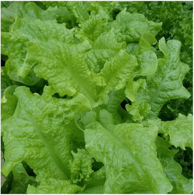 Qualtivate HUA-7A Black Seeded Simpson Lettuce Seeds Seed(300 per packet)