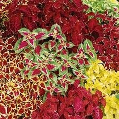 Aywal Coleus Rainbow Mixed Variety Quality Seed(60 per packet)