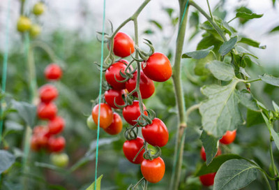 Jasoos tomato Seed(25 per packet)