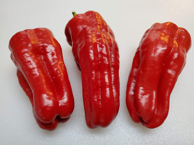 Biosnyg Urfa Biber-Isot Pepper Seeds For Kitchen Gardening-(1000 Seeds) Seed(1000 per packet)
