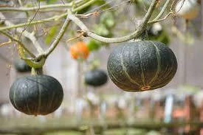 BDSresolve pumpkin seeds f1 hybrid all seasons combo pack of 14 Seed(14 per packet)