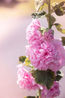 ACCELCROP Hollyhock Mix Flower Seed(35 per packet)