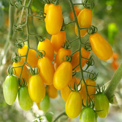 VRAKSHA Tomato Seed(800 per packet)
