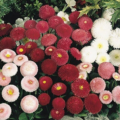Qualtivate LX-124 Daisy Pompon Mixture of Colors, Pompon Daisy Seeds Seed(50 per packet)