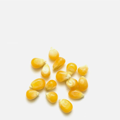 Biosnyg QCO-93 Corn - Bodacious Hybrid Seeds-[200 Seeds] Seed(200 per packet)