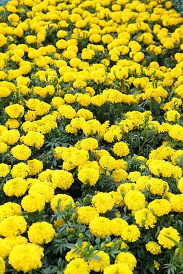 ZIFR marigold/gende ka phool flower seeds Seed(50 per packet)