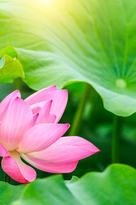 Deshi lotus,kamal gatta Seed(14 per packet)