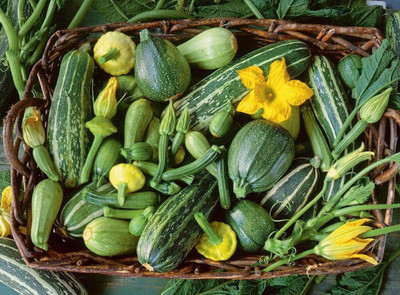 CYBEXIS LX-81 - Zucchini Gren Tiger - (675 Seeds) Seed(675 per packet)