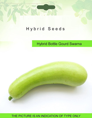 KNESSiN Bottle Gourd Hybrid Seed Packet Seed(50 per packet)