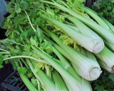 Quentova Leaf Celery Zefir NON GMO - Apium Graveolens-7B-VK Seed(100 per packet)