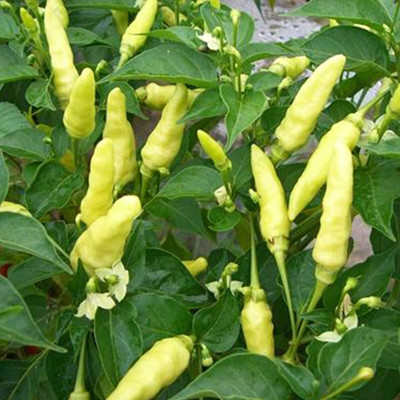 KNESSiN Yellow Chilli Seed(1250 per packet)
