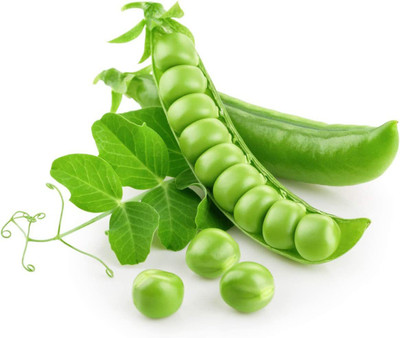 VibeX VVI-55 - Pea Alaska Early Spring Bush - (900 Seeds) Seed(900 per packet)
