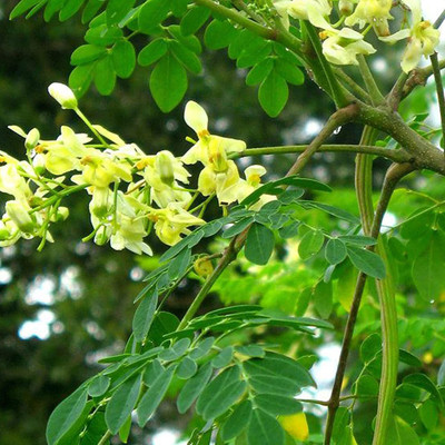 CYBEXIS PAU-62 - Flowering DRUMSTICK TREE Moringa Oleifera - (150 Seeds) Seed(150 per packet)