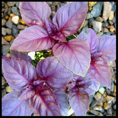 WILLVINE LXI-21 Osmin Purple Basil Seeds Seed(1000 per packet)
