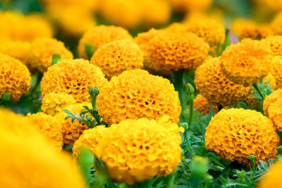 Greengets marigold,gende ka phool seeds Seed(22 per packet)