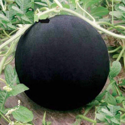 CYBEXIS VXI-36 - F1 Hybrid Watermelon - (150 Seeds) Seed(150 per packet)