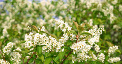 FRESHO gypsophila flower Seed(100 per packet)