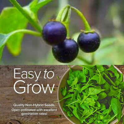 Qualtivate PUAS-2A Black Night Shade (Manathakali) Seed(50 per packet)