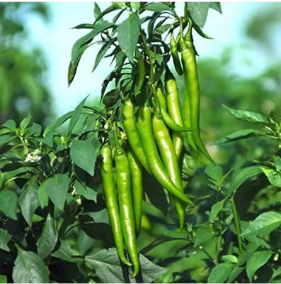 wequality Hybrid Green hotest chilli seeds for home plant Seed(140 per packet)