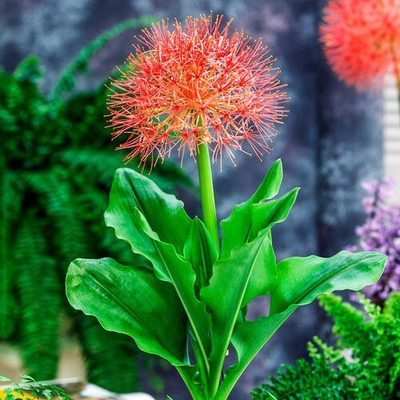 Audbhidhi Football Lily Flower Bulbs Summer Seed(2 per packet)
