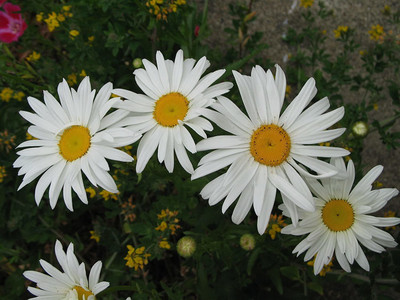 CYBEXIS Chrysanthemum Alaska White Seed(25 per packet)