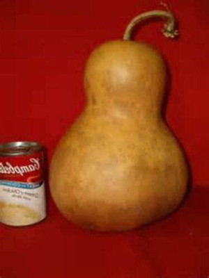 CYBEXIS ATS-67 - Large & Medium Bottle Gourd - (300 Seeds) Seed(300 per packet)