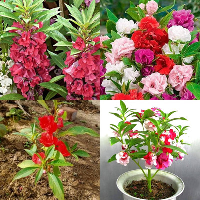 ibains Chinese balsam plant seeds bij 45 Seed(45 per packet)