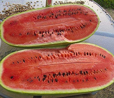 CYBEXIS VXI-53 - Watermelon Charleston Grey Green - (1350 Seeds) Seed(1350 per packet)