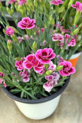 ACCELCROP Dianthus Grenadin Cardinal Flower Seed(45 per packet)
