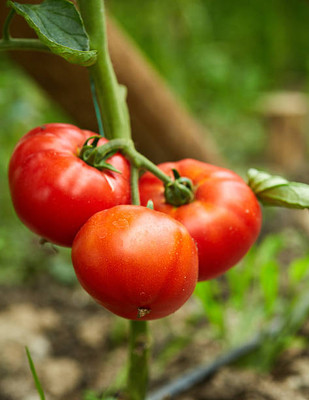 XEFRA tomato Seed(115 per packet)