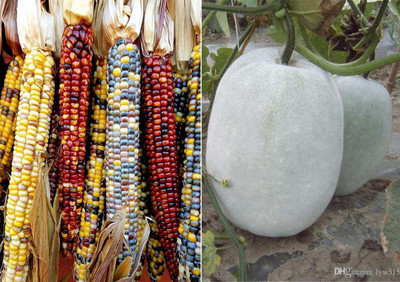 WILLVINE Colourful Rainbow Corn and Ash Gourd (Mithai Petha) Seeds-[100 Seeds] Seed(100 per packet)