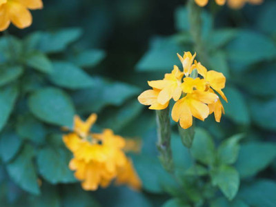 JDM kanakambaram-firecracker-crossandra Seed(36 per packet)
