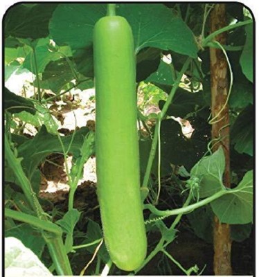 Lorvox Bottle Gourd Lauki Dudhi Seed(150 per packet)