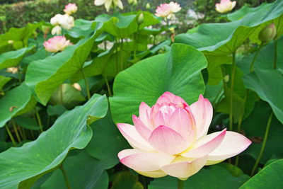 MAA lotus,kamal seeds Seed(5 per packet)