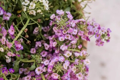 VINGTON Sweet Alyssum Seed(80 per packet)