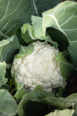 worldex white cauliflower,gobhee seeds Seed(14 per packet)