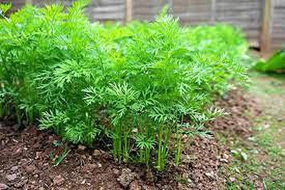 KANAYA Carrot / Gajar Seed(18 per packet)
