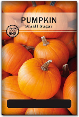 WILLVINE Small Sugar Pumpkin Seeds Seed(100 per packet)